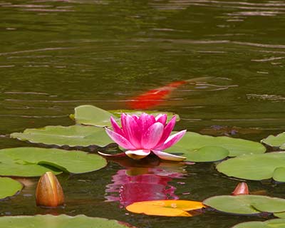 Custom Ponds, Chagrin Falls, OH Custom Ponds, Chagrin Falls, OH